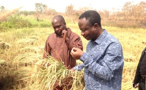 Jacob Ichola dans un champ de riz de covè